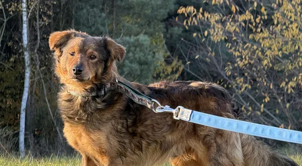 Pies do adopcji, Pieczyska, 2 stycznia 2026 (1/5)