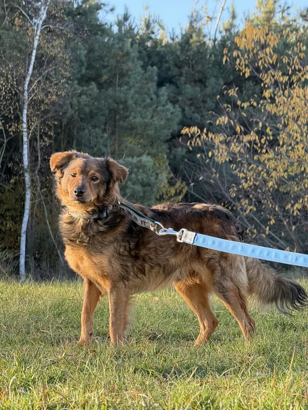 Pies do adopcji, Pieczyska, 2 stycznia 2026 (4/5)