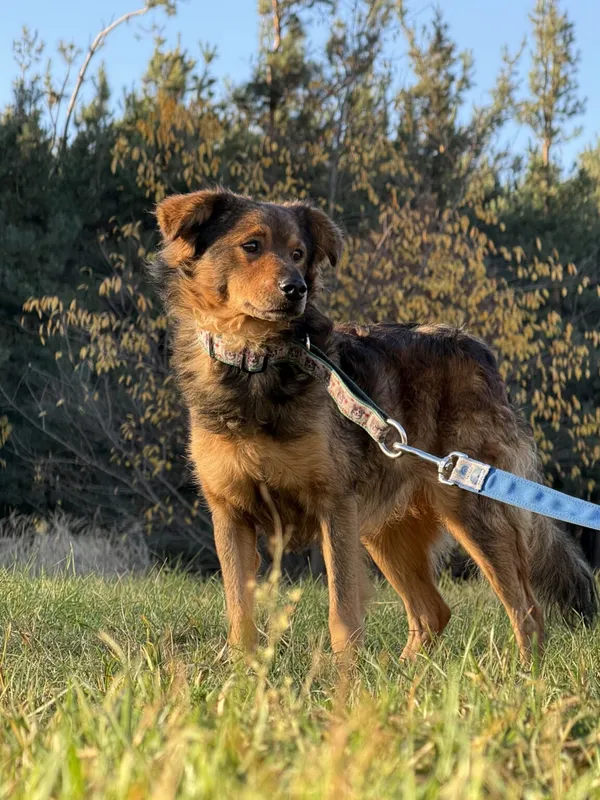 Pies do adopcji, Pieczyska, 2 stycznia 2026 (5/5)