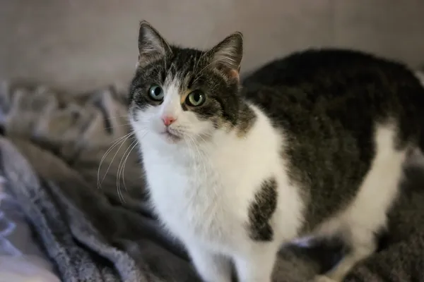 Kot do adopcji, Dłużyna Górna, 3 stycznia 2026 (2/5)