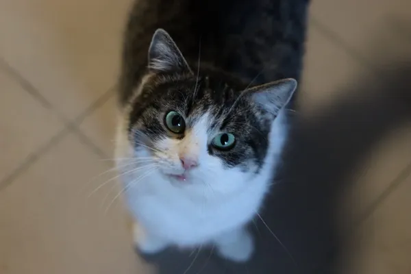 Kot do adopcji, Dłużyna Górna, 3 stycznia 2026 (5/5)