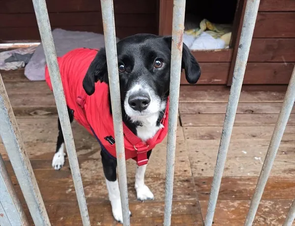 Pies do adopcji, Gorzów Wielkopolski, 27 grudnia 2025