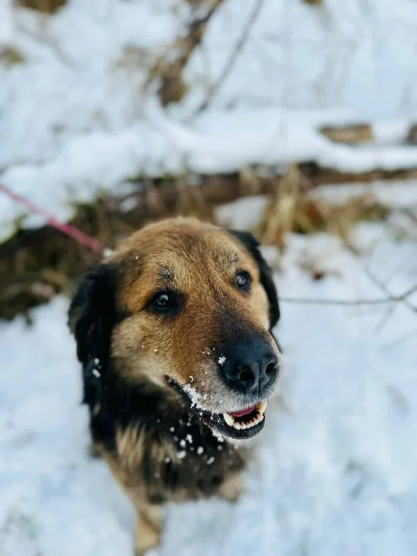Pies do adopcji, Jelenia Góra, 22 listopada 2025 (1/3)