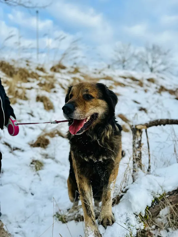 Pies do adopcji, Jelenia Góra, 22 listopada 2025 (2/3)