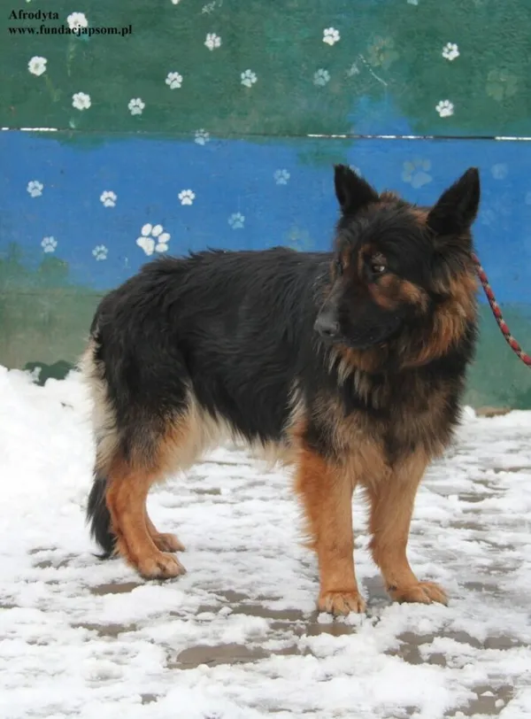 Pies do adopcji, Nowy Dwór Mazowiecki, 3 stycznia 2026 (2/5)