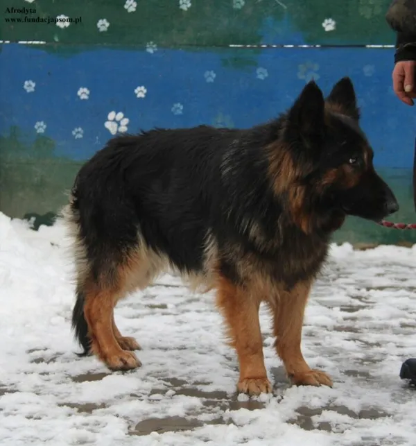 Pies do adopcji, Nowy Dwór Mazowiecki, 3 stycznia 2026 (3/5)