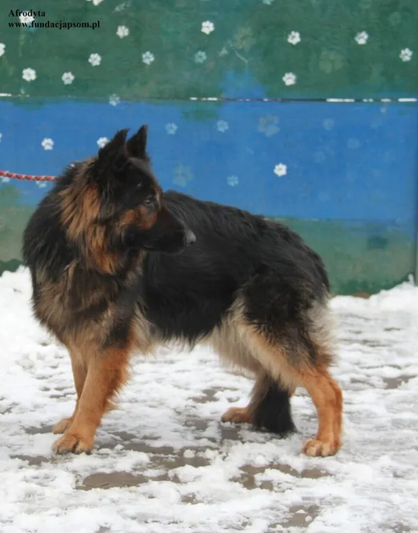 Pies do adopcji, Nowy Dwór Mazowiecki, 3 stycznia 2026 (4/5)