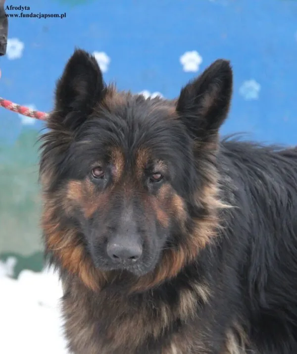 Pies do adopcji, Nowy Dwór Mazowiecki, 3 stycznia 2026 (5/5)
