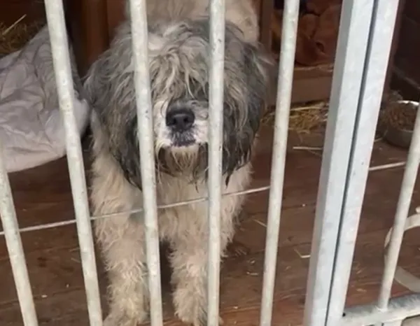 Pies do adopcji, Głowno, 3 stycznia 2026 (1/2)