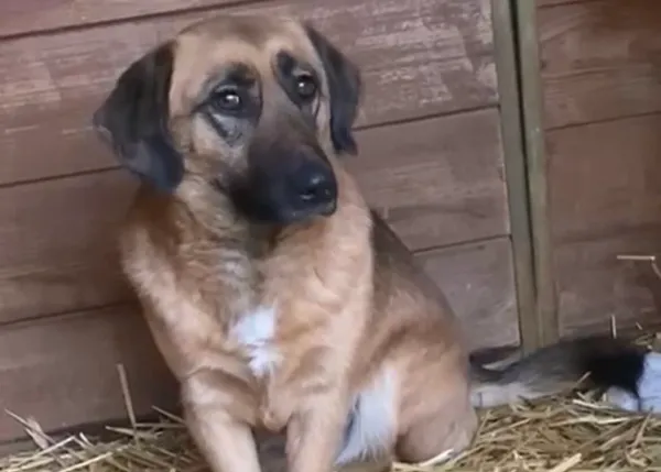 Pies do adopcji, Głowno, 3 stycznia 2026 (2/4)