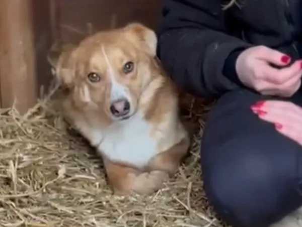 Pies do adopcji, Głowno, 3 stycznia 2026 (1/3)