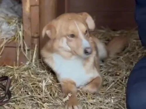 Pies do adopcji, Głowno, 3 stycznia 2026 (3/3)