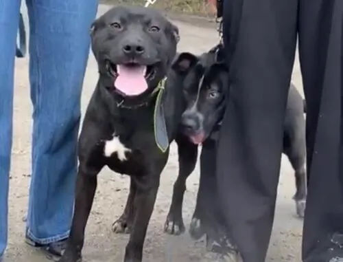 Pies do adopcji, Głowno, 3 stycznia 2026 (1/4)