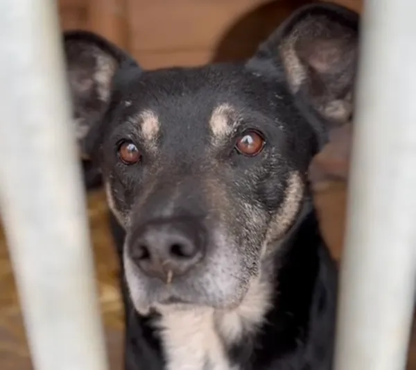 Pies do adopcji, Głowno, 3 stycznia 2026 (2/4)