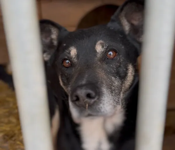 Pies do adopcji, Głowno, 3 stycznia 2026 (4/4)