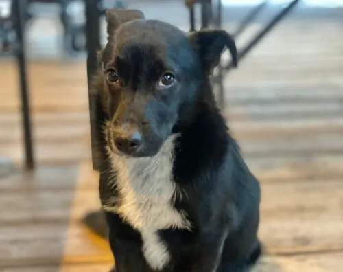 Pies do adopcji, Głowno, 3 stycznia 2026 (1/5)