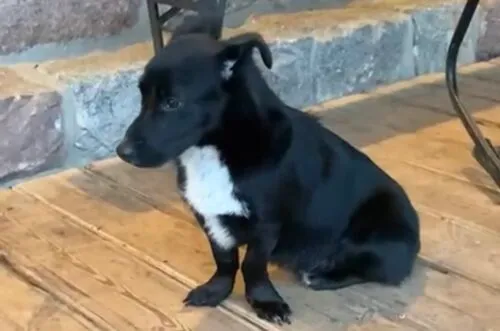 Pies do adopcji, Głowno, 3 stycznia 2026 (2/5)