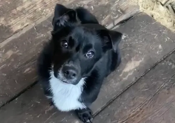 Pies do adopcji, Głowno, 3 stycznia 2026 (5/5)