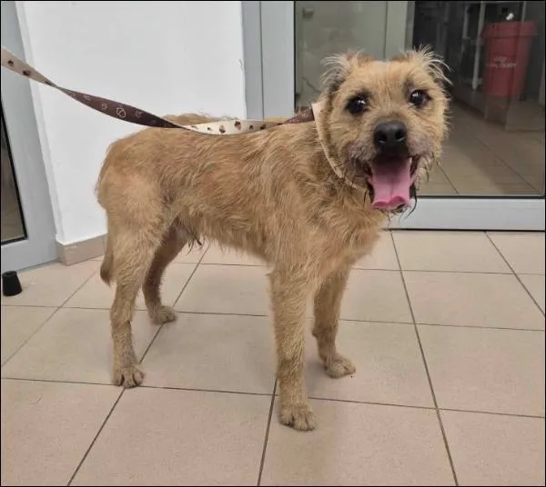 Znaleziono psa, Grudziądz, 3 stycznia 2026