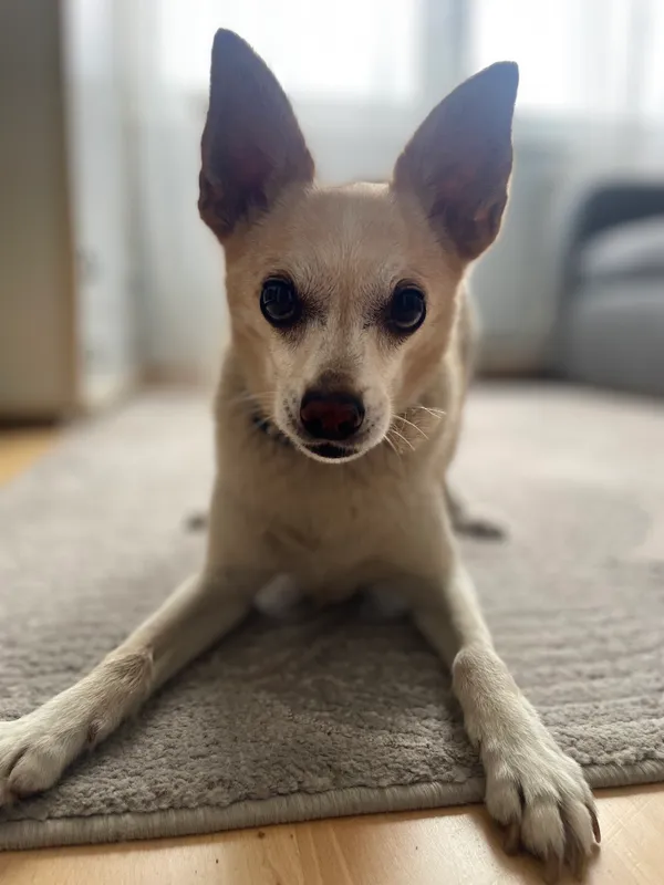 Zaginął pies, Gietrzwałd, 4 stycznia 2026 (2/3)