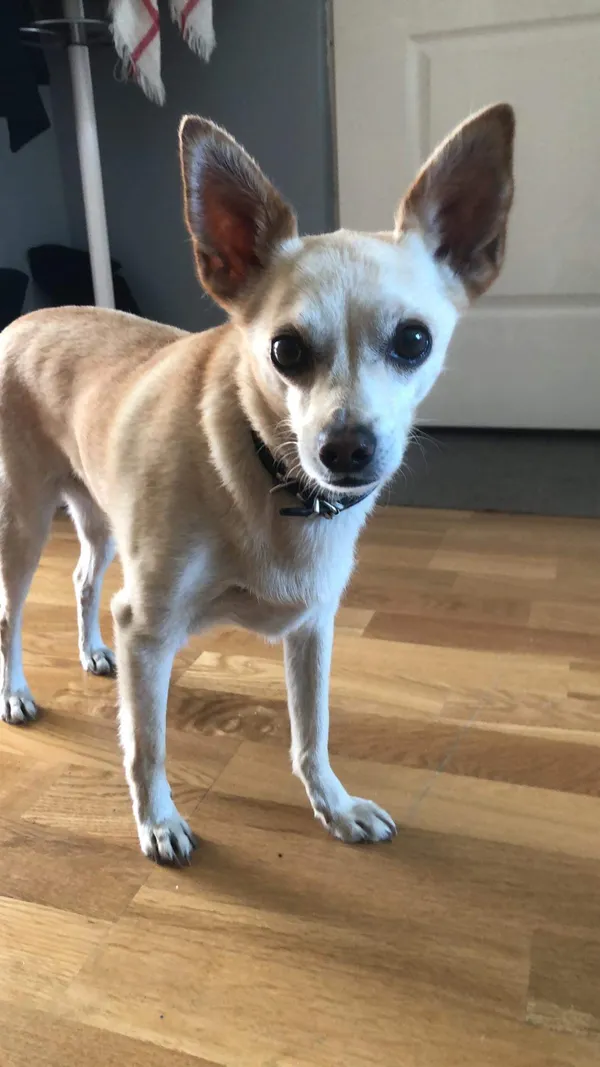 Zaginął pies, Gietrzwałd, 4 stycznia 2026 (3/3)