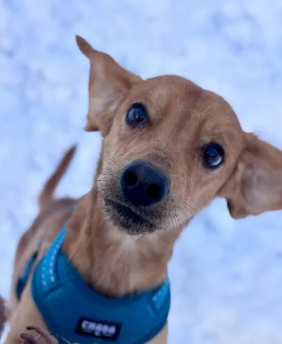 Pies do adopcji, Kraków, 20 grudnia 2025 (1/5)