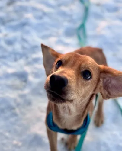 Pies do adopcji, Kraków, 20 grudnia 2025 (2/5)