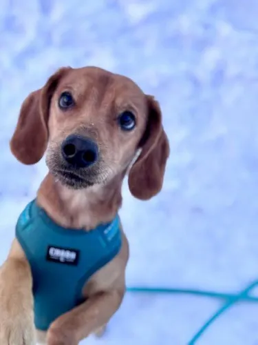 Pies do adopcji, Kraków, 20 grudnia 2025 (4/5)