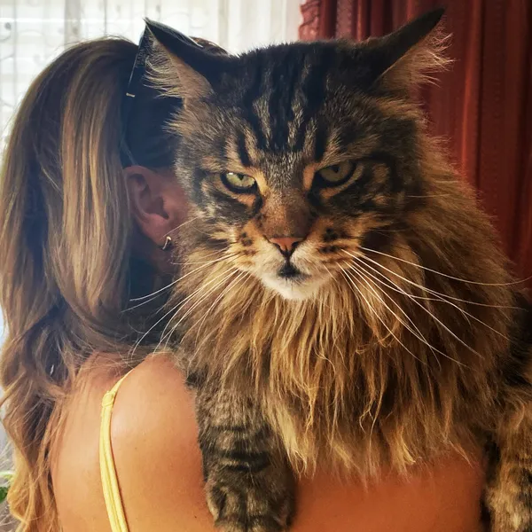 Zaginął kot, Szczekociny, 4 stycznia 2026 (1/3)