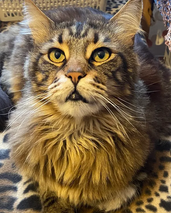 Zaginął kot, Szczekociny, 4 stycznia 2026 (2/3)