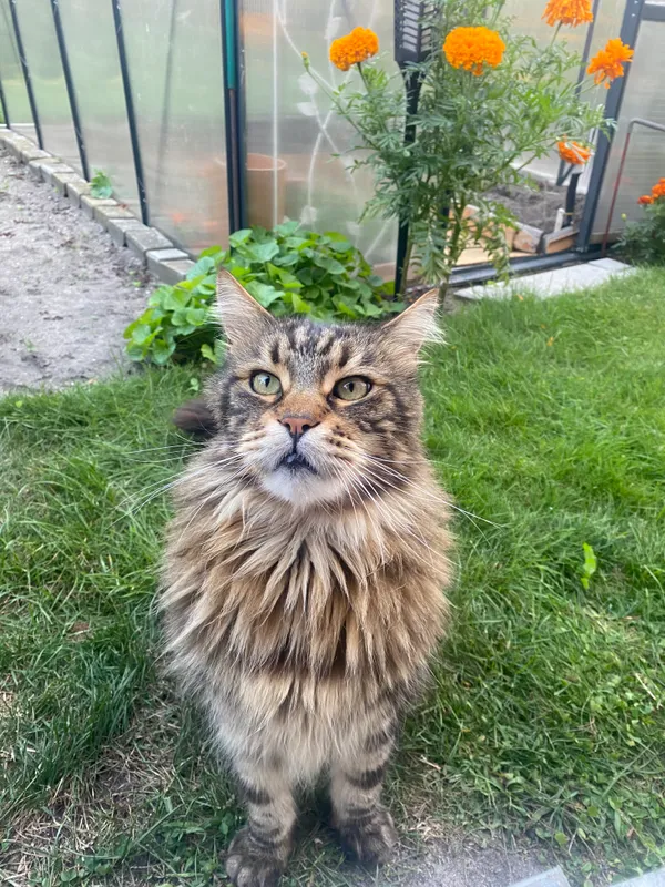 Zaginął kot, Szczekociny, 4 stycznia 2026 (3/3)