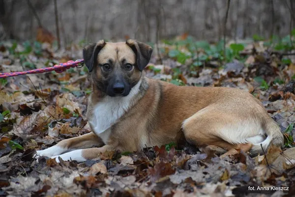 Znaleziono psa, Toruń, 26 listopada 2025