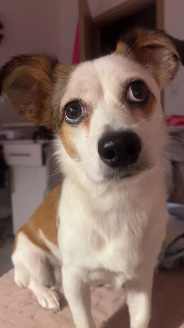 Zaginął pies, Piotrków Trybunalski, Centrum, 4 stycznia 2026 (1/5)