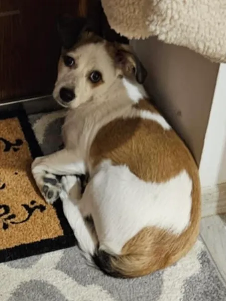 Zaginął pies, Piotrków Trybunalski, Centrum, 4 stycznia 2026 (4/5)