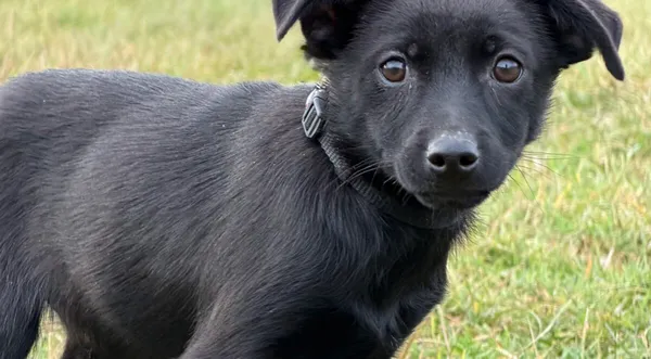 Pies do adopcji, Pieczyska, 4 stycznia 2026 (1/5)