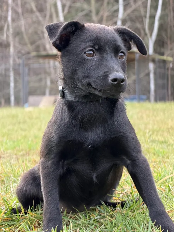 Pies do adopcji, Pieczyska, 4 stycznia 2026 (2/5)