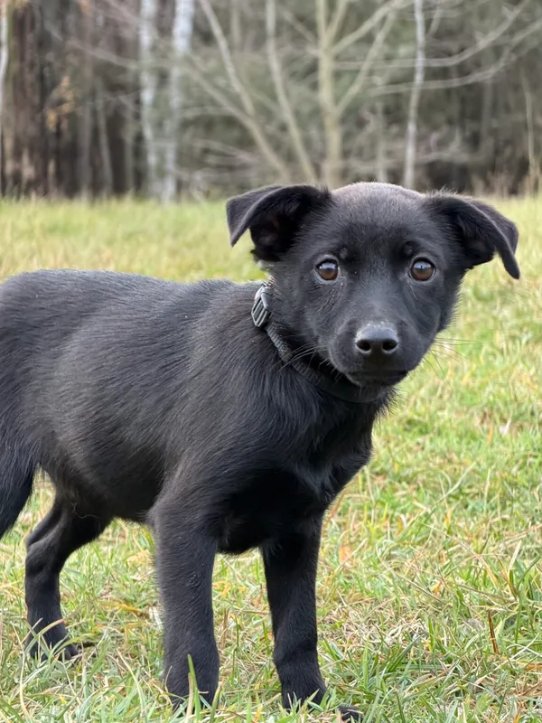 Pies do adopcji, Pieczyska, 4 stycznia 2026 (3/5)