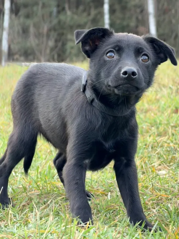 Pies do adopcji, Pieczyska, 4 stycznia 2026 (4/5)