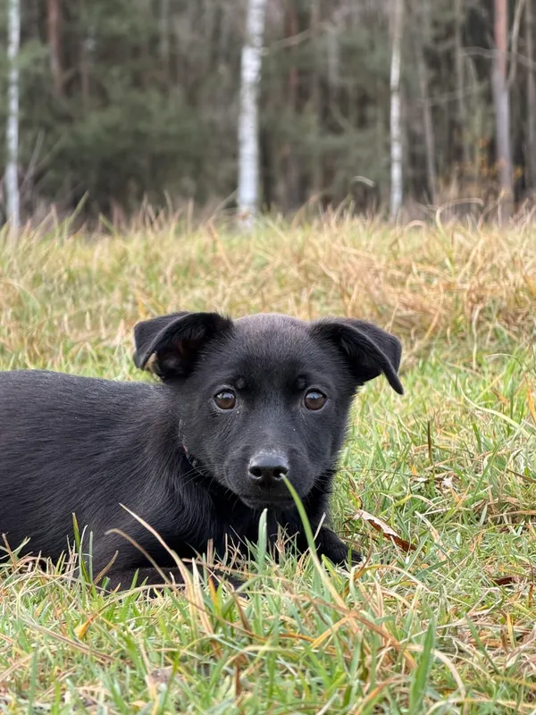 Pies do adopcji, Pieczyska, 4 stycznia 2026 (5/5)