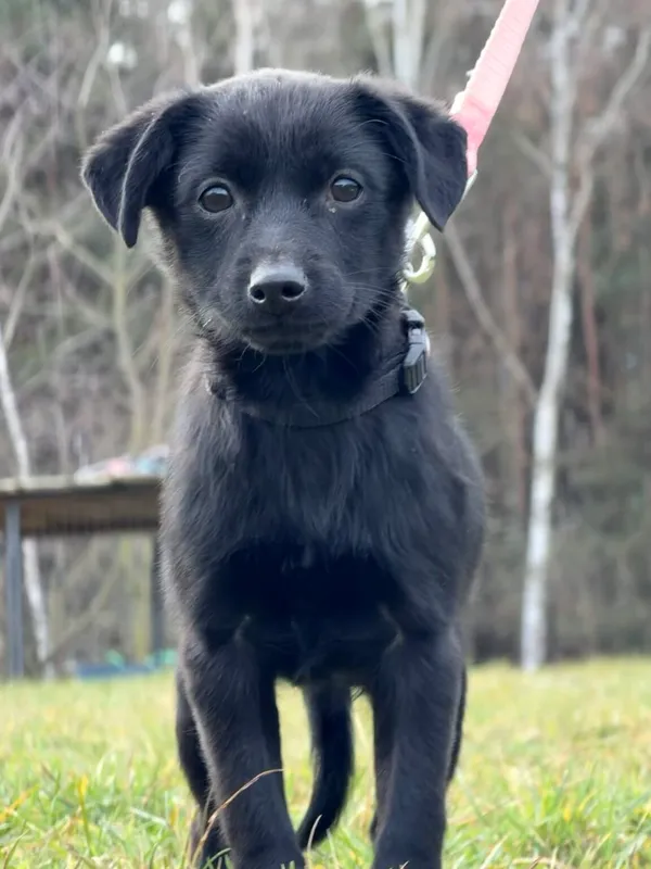 Pies do adopcji, Pieczyska, 4 stycznia 2026 (2/5)