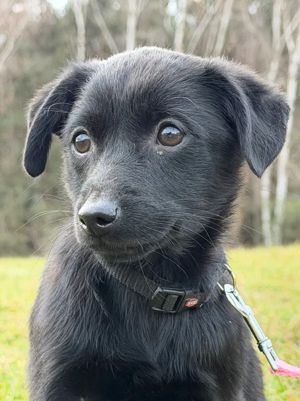 Pies do adopcji, Pieczyska, 4 stycznia 2026 (4/5)