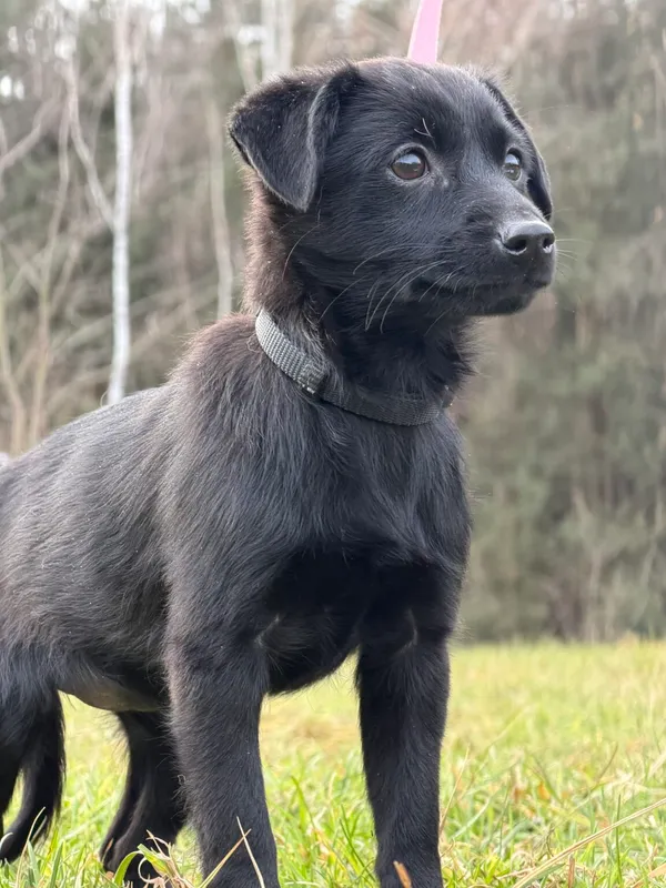 Pies do adopcji, Pieczyska, 4 stycznia 2026 (5/5)