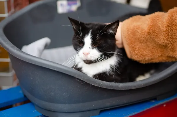 Oddam kota, Warszawa, Koło, 4 stycznia 2026 (3/3)