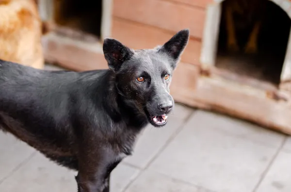 Oddam psa, Nowakowo, 5 stycznia 2026