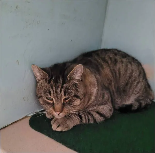 Znaleziono kota, Grudziądz, 2 stycznia 2026