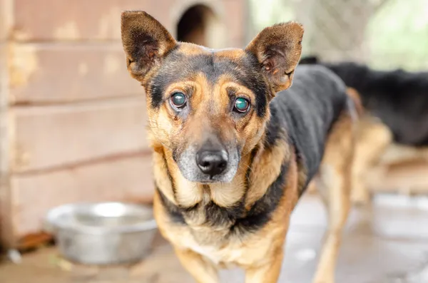 Oddam psa, Warszawa, Nowolipki, 5 stycznia 2026