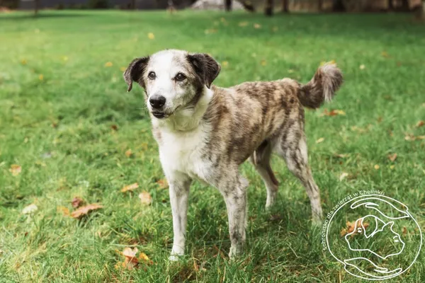 Znaleziono psa, Chełmek, 5 stycznia 2026