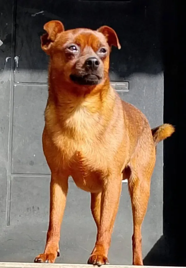 Zaginął pies, Łódź, 5 stycznia 2026