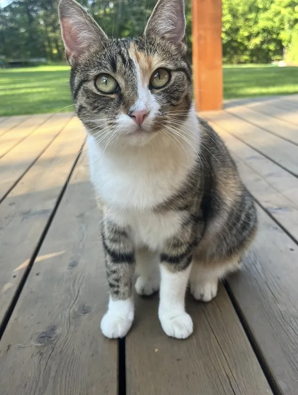 Zaginął kot, Łódź, 5 stycznia 2026