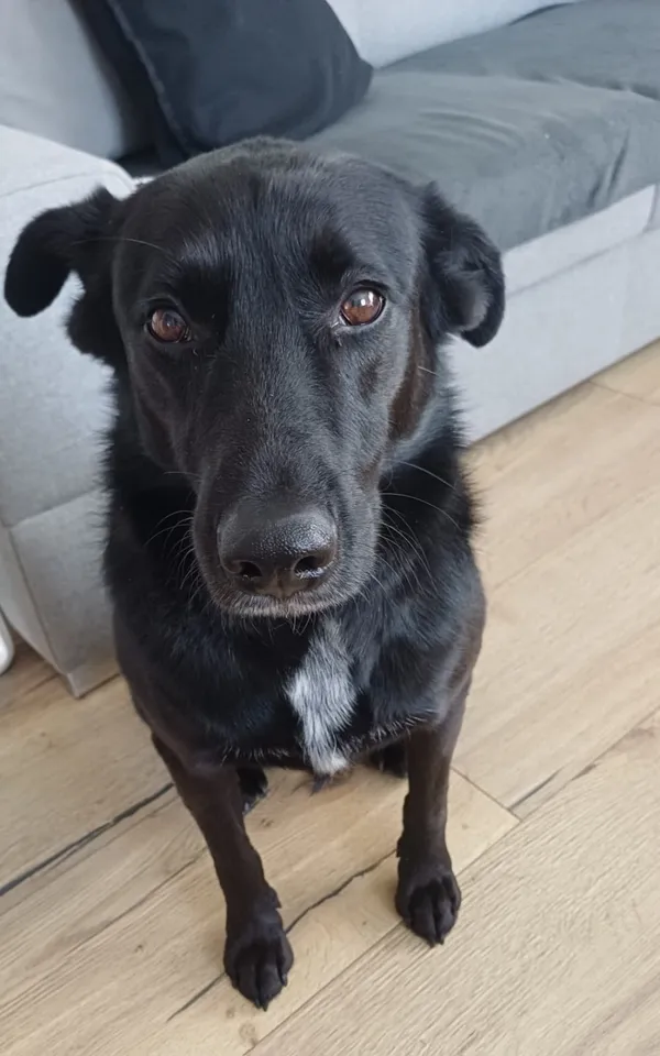 Zaginął pies, Łódź, 4 stycznia 2026